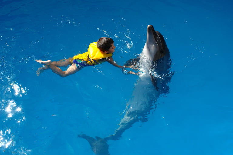 Can You Snorkel with Dolphins in Waikiki?