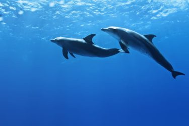 Waikiki Snorkel with Dolphins- Is It Possible and Where to Go